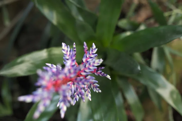 Μωβ-λευκό bromelia με αποτέλεσμα ασυνήθιστων επιλεκτική εστίαση — Φωτογραφία Αρχείου