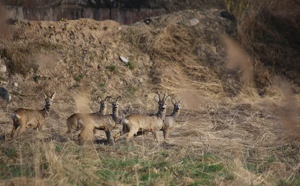 Small Herd Of Roe Deer — Stok fotoğraf