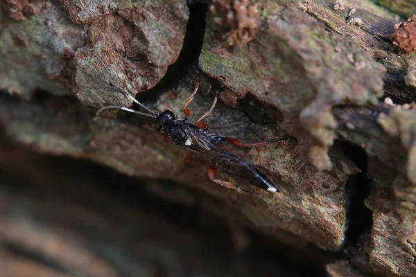 나무 껍질에 ichneumon 말 벌 종 — 스톡 사진