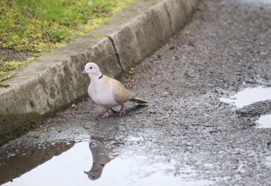 Kaldırıma, yakalı güvercin