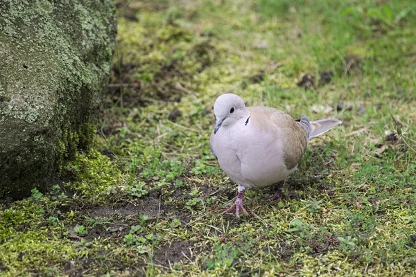 Collared Dove At The Curb — Stock Photo, Image