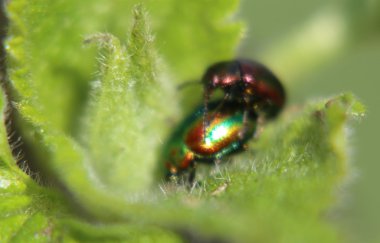 Ölü-ısırgan yaprak böceği çiftleşme