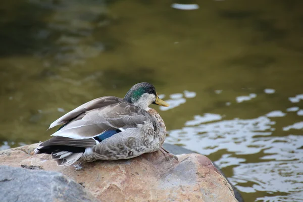 Stockente bei der Häutung — Stockfoto