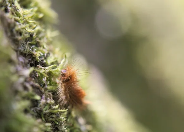 Ruby Tiger Caterpillar — Stock Photo, Image