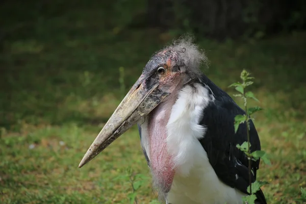 Portrait de cigogne de Marabou — Photo