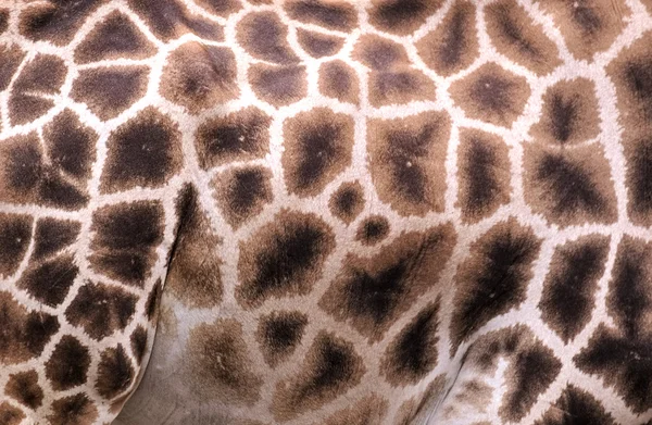 Pattern on the side of Rothschilds Giraffe — Stock Photo, Image