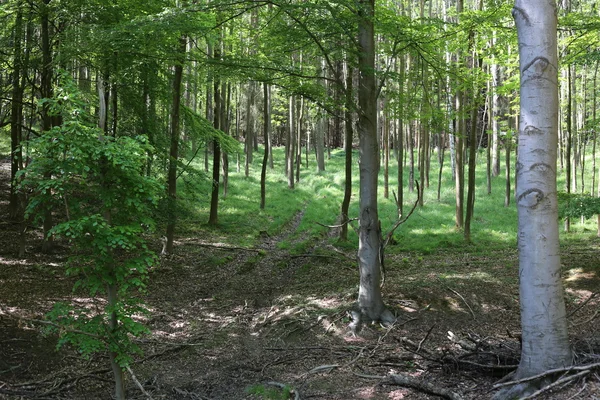 Una foresta di faggi in Sassonia-Anhalt in Germania — Foto Stock