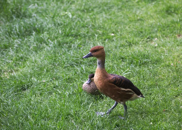 Pfeifende Enten — Stockfoto