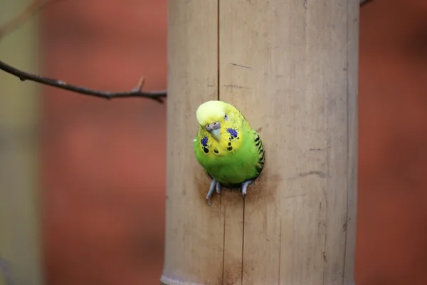 Хвилястий Папужка в отвір — стокове фото
