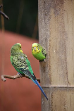 Bir deliğe muhabbet kuşu