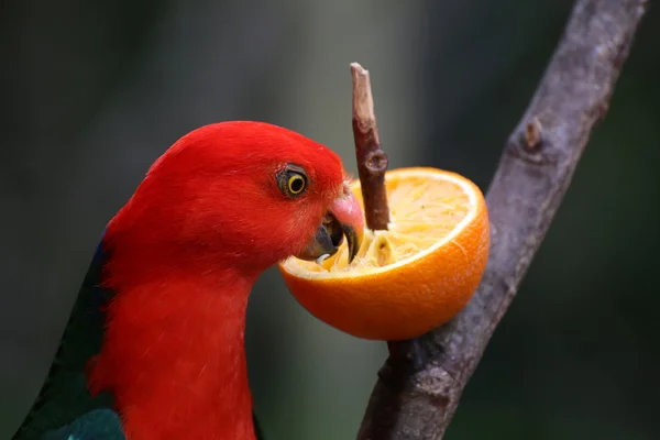 Australijski King Parrot jedzenie Orange — Zdjęcie stockowe