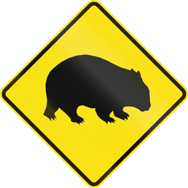 Migreren beren In Australië — Stockfoto