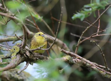 Yellowhammer dal üzerinde