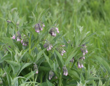 Çiçekleri ile ortak Karakafes bitki