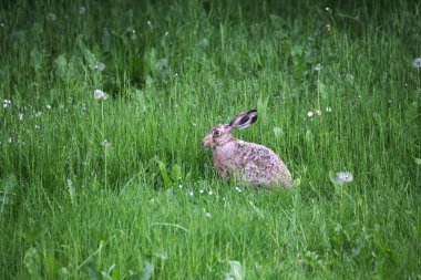 Otların arasında oturan ve uyanıklığı içinde izlerken Avrupa tavşan