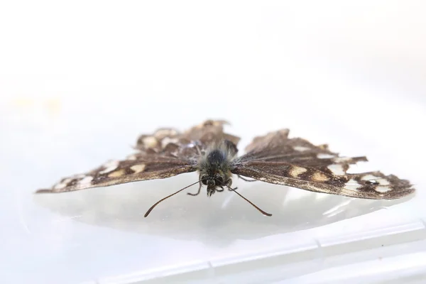 Mariposa de madera moteada — Foto de Stock