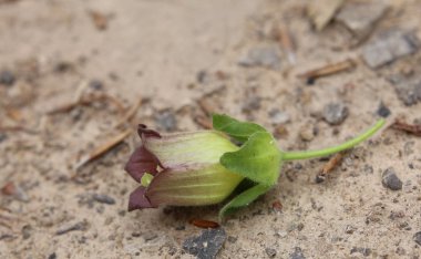 Güzelavrat çiçeği