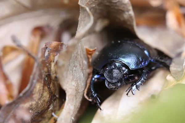 Dung Beetle entre les feuilles brunes — Photo