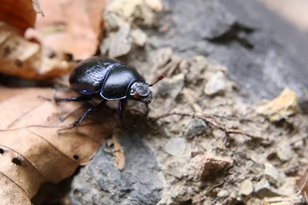 Escarabajo de estiércol en hojas marrones — Foto de Stock