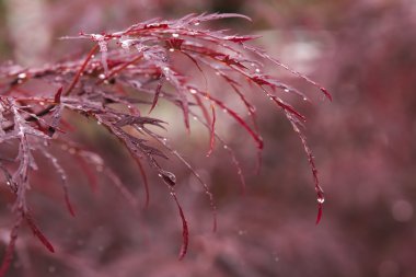 Japonca akçaağaç yakın çekim