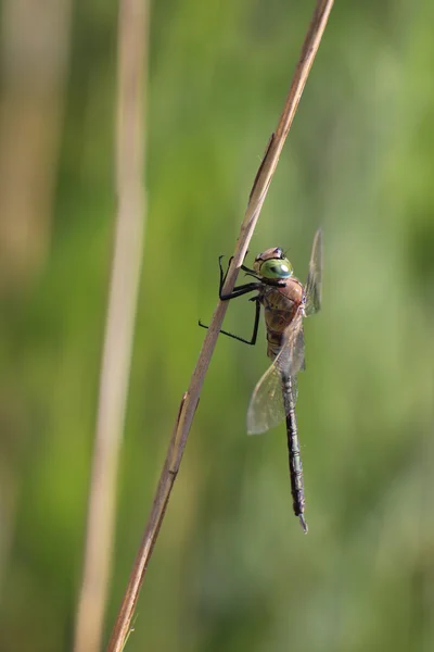 Male Lesser Emperor — Stock Photo, Image