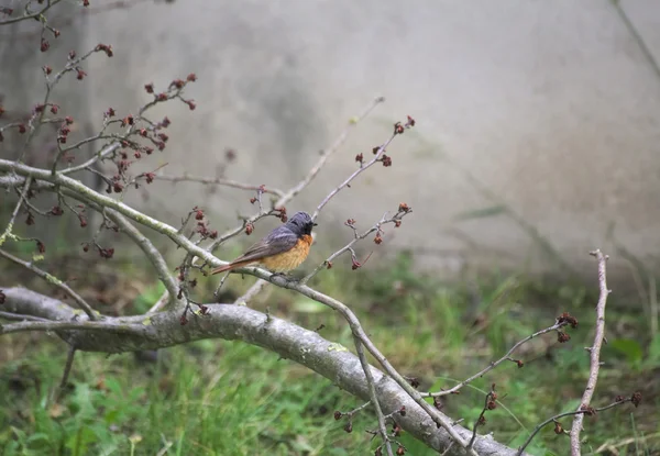 Common Redstart On Twig — Stock Photo, Image
