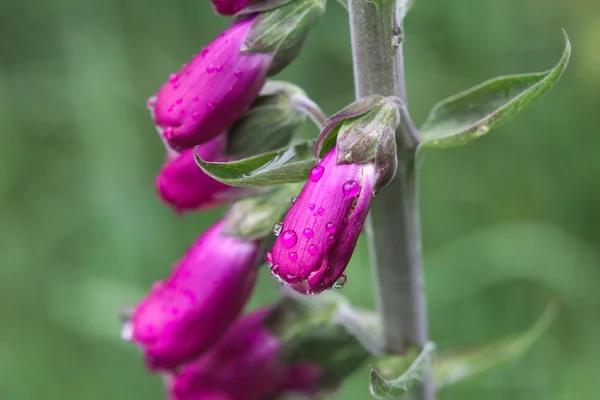 Gros plan sur les fleurs du gant pourpre avec des gouttes d'eau — Photo