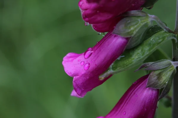 Close up van de bloesems van de paarse vingerhoedskruid met waterdruppels — Stockfoto