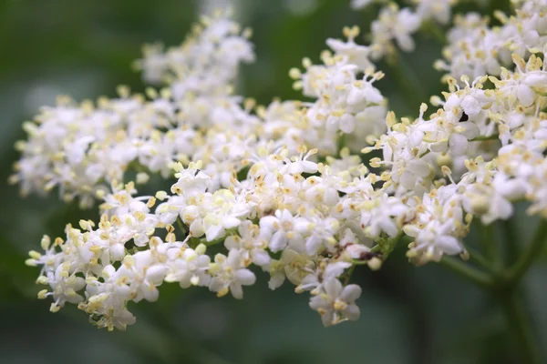 Close up of elder flower — Stock Photo, Image