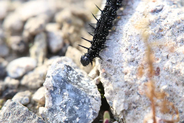 Oruga de mariposa de pavo real — Foto de Stock