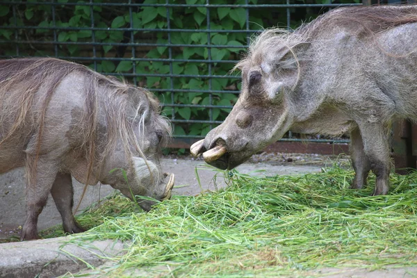 Dvou warthogs jedí trávu — Stock fotografie