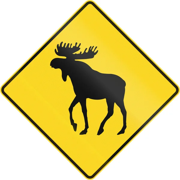 Moose Crossing In Canada — Stock Photo, Image