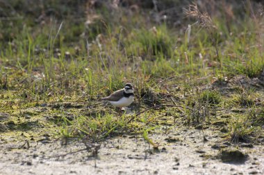 küçük halkalı cılıbıt