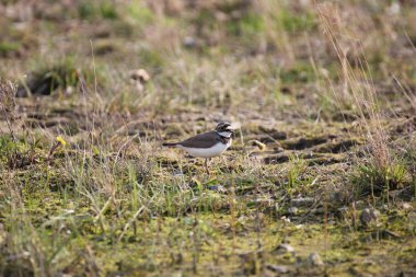 küçük halkalı cılıbıt