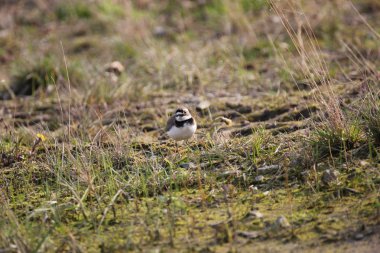 küçük halkalı cılıbıt