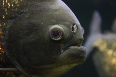 Tropikal balık closeup