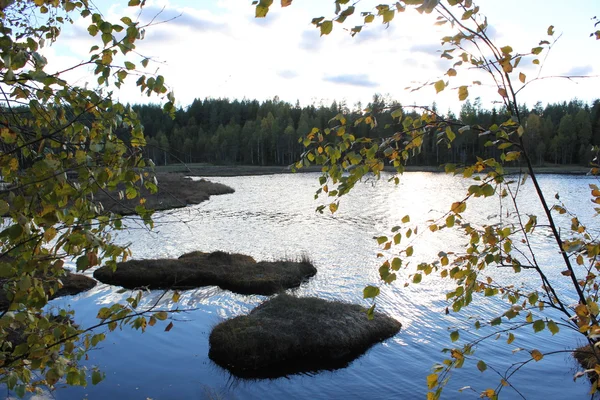 Sjön framför skogen — Stockfoto