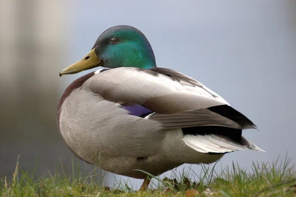 Muž kachna stojící na okraji rybníka — Stock fotografie