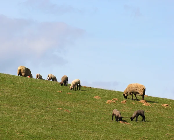 Moutons sur prairie — Photo