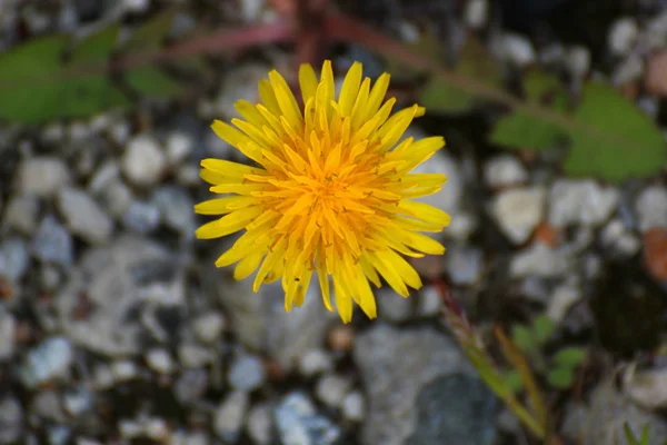 Maskros blomma framifrån — Stockfoto