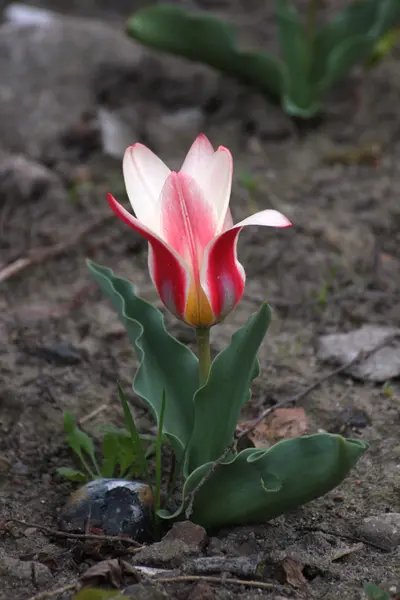 Tulipe multicolore dans un jardin — Photo