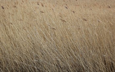 Reed River Ryck Mecklenburg-Vorpommern içinde