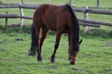 Kahverengi at Greifswald bir çiftlikte otlatma