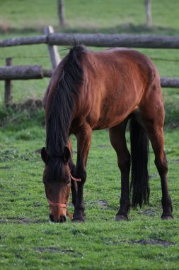 Kahverengi at Greifswald bir çiftlikte otlatma