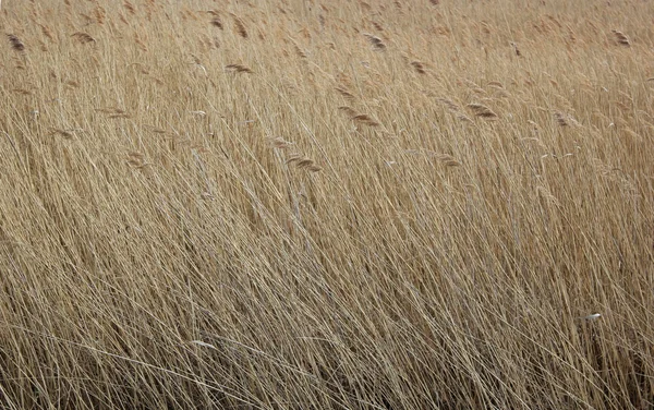 Reed no rio Ryck em Mecklenburg-Vorpommern — Fotografia de Stock