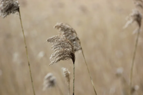 Reed nad rzeką Ryck, w kraju związkowym Meklemburgia-Pomorze Przednie — Zdjęcie stockowe