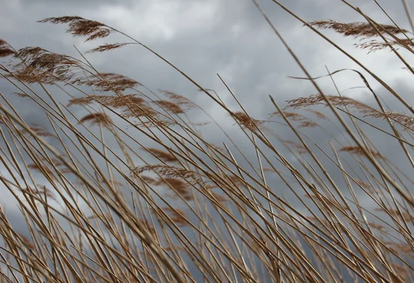 Reed nad rzeką Ryck, w kraju związkowym Meklemburgia-Pomorze Przednie — Zdjęcie stockowe