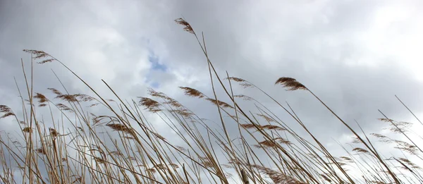 Reed nad rzeką Ryck, w kraju związkowym Meklemburgia-Pomorze Przednie — Zdjęcie stockowe