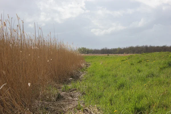 Reed e paesaggio al fiume Ryck nel Meclemburgo-Pomerania Anteriore — Foto Stock