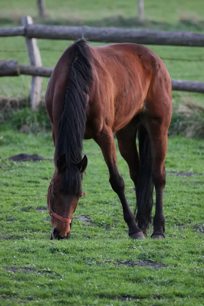 Kahverengi at Greifswald bir çiftlikte otlatma
